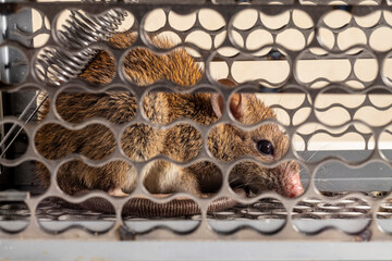 A brown rat was trapped in a live cage trap. The rodents like mice, rat and mouse often invade and damage to people’s houses and cause infestations. Focused on the rat’s eye.