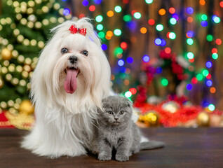Portrait of a white Maltese dog  and tiny kitten with Christmas tree on festive background. Empty space for text