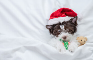 Sleepy Biewer Yorkshire terrier  puppy wearing red santa hat sleeps with gift box under white...