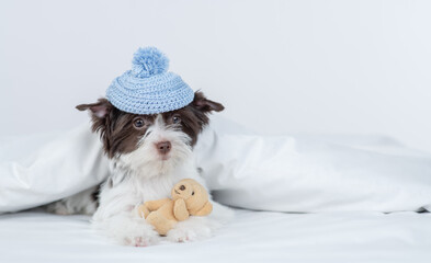 Fototapeta na wymiar Sleepy Biewer Yorkshire terrier puppy wearing warm hat hugs toy bear under warm blanket on the bed at home. Empty space for text