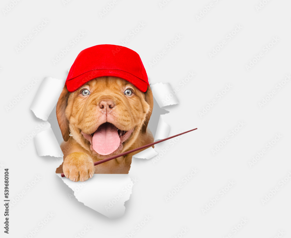 Poster happy mastiff puppy wearing red cap looking through a hole in white paper and away on empty space