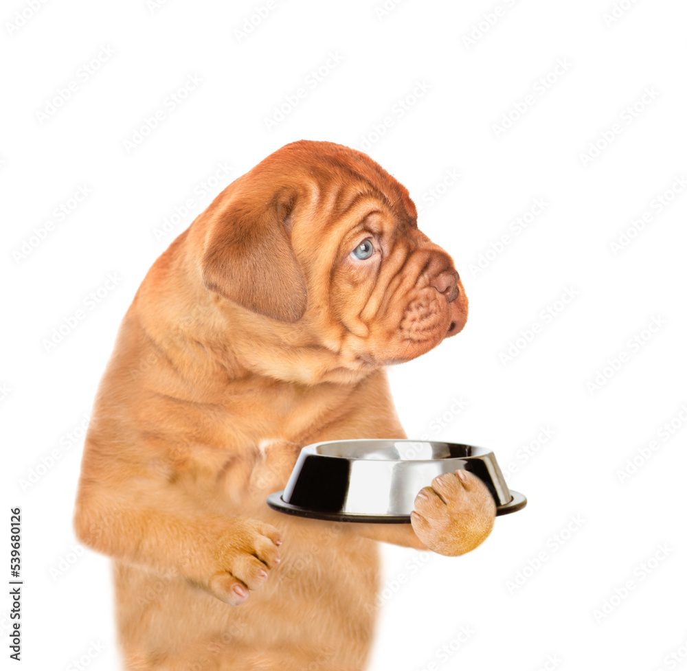 Poster Hungry mastiff puppy holding empty bowl and looking away on empty space. isolated on white background
