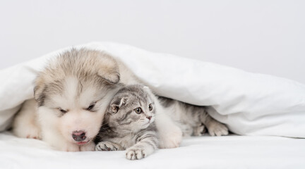 Fototapeta na wymiar Friendly Alaskan malamute puppy hugs tabby kitten under warm blanket on a bed at home. Empty space for text