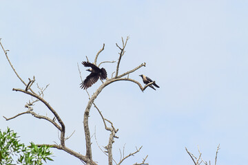 crow on a branch