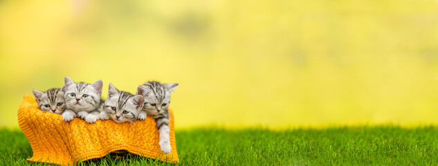 Grpup of kittens sit inside basket on green grass. Empty space for text