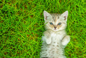 Naklejka na ściany i meble Cute kitten lying on its back on summer green grass. Top down view. Empty space for text