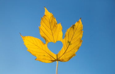 Fototapeta na wymiar bright yellow maple leaf with a heart carved into it on a sunny day against a cloudless blue sky. colors of the Ukrainian flag. the concept of autumn positive mood, peace for Ukraine. Hello, Autumn