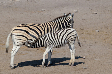 Fototapeta na wymiar Plains Zebra (Equus quagga) foal drinking from mother, Etosha national park, Namibia.