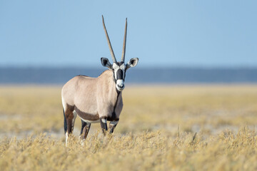 Gemsbok or Oryx (Oryx gazella) standing on savanna, looking at camera, Etosha National Park, Namibia