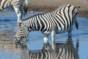 Fototapeta na wymiar Plains Zebra (Equus quagga) drinking at a waterhole with reflection, Etosha national park, Namibia.