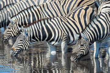 Fototapeta na wymiar Plains Zebra (Equus quagga) herd drinking at a waterhole, Etosha national park, Namibia.