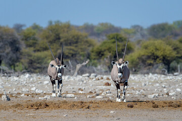 Gemsbok or Oryx (Oryx gazella) walking towards waterhole, Etosha National Park, Namibia