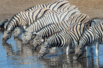 Fototapeta na wymiar Plains Zebra (Equus quagga) herd drinking at a waterhole, Etosha national park, Namibia.