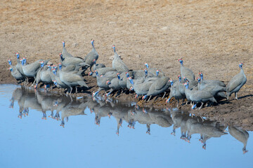 Helmeted guineafowls (Numida meleagris) drinking water, Etosha National Park, Namibia