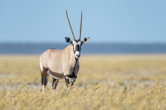 Gemsbok or Oryx (Oryx gazella) standing on savanna, looking at camera, Etosha National Park, Namibia