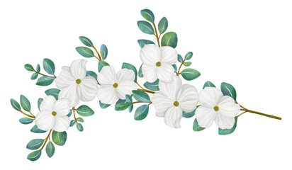 White Dogwood flowers and leaves,watercolor illustration.