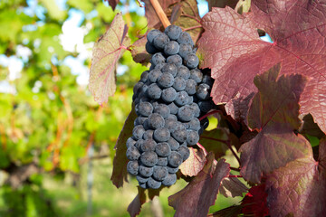 Naklejka premium a bunch of blue grapes with red leaves in the vineyard