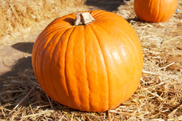 orange pumpkin lies on a haystack on a sunny autumn day