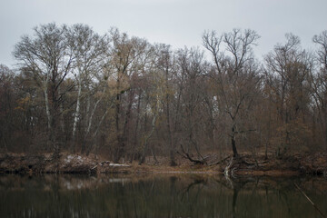 Fototapeta na wymiar Autumn landscape, bare trees by the river, fallen leaves