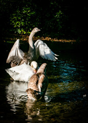 Łabędzie © Mariusz