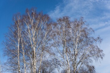 Autumn natural background with birches and sky. Empty space. October season.