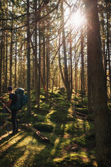 Autumn forest scenery with road of fall leaves, warm light illumining the gold foliage. Footpath in scene autumn forest nature. Vivid october day in colorful forest, maple autumn trees road fall way