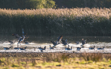 Canada Goose, Branta canadensis in flight in an environment, Devon, England
