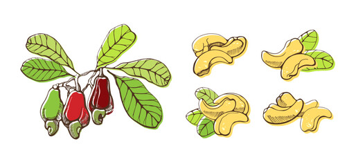 Set of cashew nuts on white background. Hand drawn vector illustration.