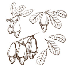 Set of cashew nuts on a branch on a white background. Hand drawn vector illustration.