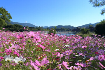 河川敷を飾るコスモスの花　（高知県　越知町　宮の前公園）