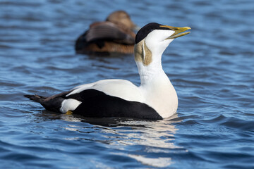 Male Eider Duck swimming and displaying