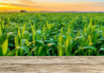 Wooden table top on blur corn  field  background in evening.Harvest rice or whole wheat.For montage...