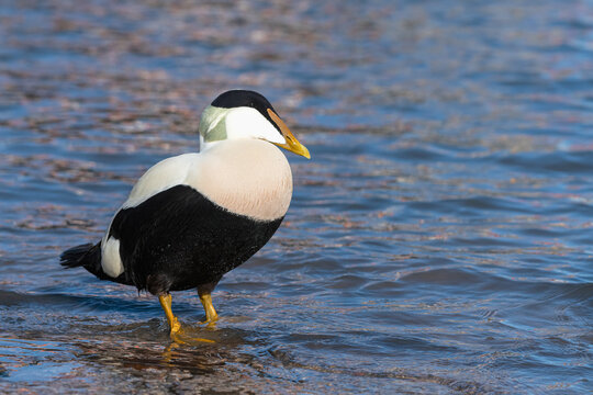 Male Eider Duck standing at the waters edge