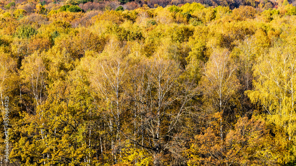 Canvas Prints above view of oak and birch trees in colorful autumn forest on sunny day