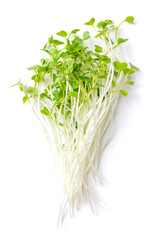 Bunch of fresh kale microgreens, raw sprouted curly leaf kale. Ready-to-eat green shoots, seedlings, cotyledons and young plants of Brassica oleracea var. sabellica. Close up, from above, food photo.