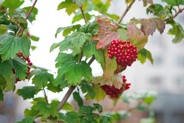 Bush with branch of bunches of ripe red viburnum berries and green leaves growing in autumn garden or park, close up, healthy organic fresh food, nature background
