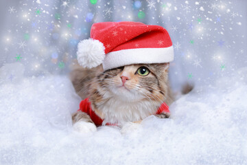 New Year holiday background. Cat with green eyes in a Santa Claus hat lies on a white background. Christmas Cat. Winter season. Greeting cards. Sparkling lights or stars. Happy New Year 2023. Kitten