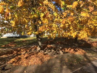 Yellow leaves in autumn park