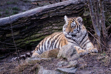 Cute siberian tiger cub, Panthera tigris altaica