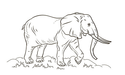 Animals. Black and white image of a large elephant, coloring book for children. Vector image.