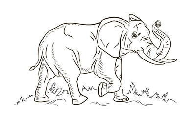 Animals. Black and white image of a large elephant, coloring book for children. Vector image.