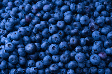 Fresh blueberry background. Texture blueberry berries close up.