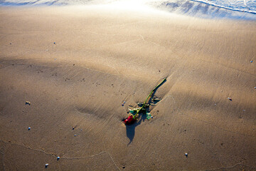 A lonely Red Rose on the beach with the sand. The concept of romantic love, romance, wedding,...