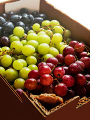 Close up of three different grapes black, green and red. Popular desert. Agriculture industry and food supply chain.