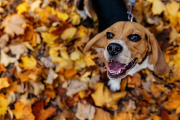 Beagle dog on a background of yellow leaves. Top view.Autumn background. Selective focus