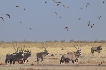 Naklejka na ściany i meble Herd of gemsbok