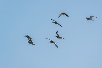 Black-tailed Godwit, Limosa limosa in flight in an environment, Devon, England