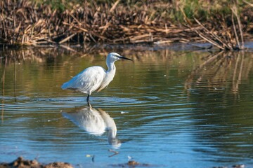 Little Egret, Egretta garzetta in an environment, Devon, England