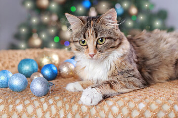 Fototapeta na wymiar Cute Cat near the New Year tree with decoration. Cat sits on the background of Christmas lights. Kitten is looking at the camera. Merry Christmas. Pets. Shiny stars. Kitten with Green Eyes close-up. 