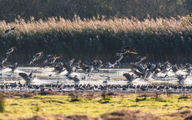 Canada Goose, Branta canadensis in flight in an environment, Devon, England